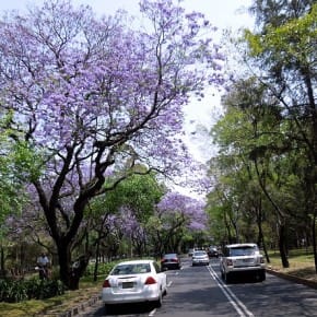 jacarandas02